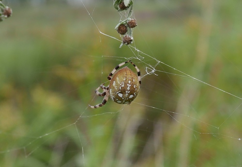 Four-spot Orbweaver