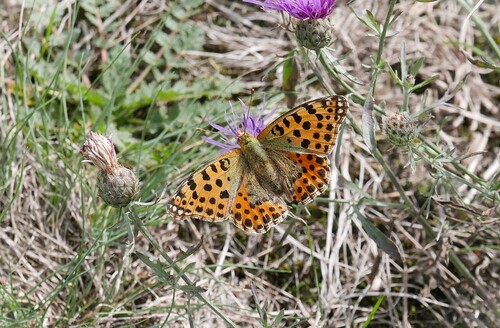 Queen of Spain Fritillary