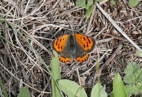 Small Copper