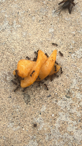 Immigrant Pavement Ant