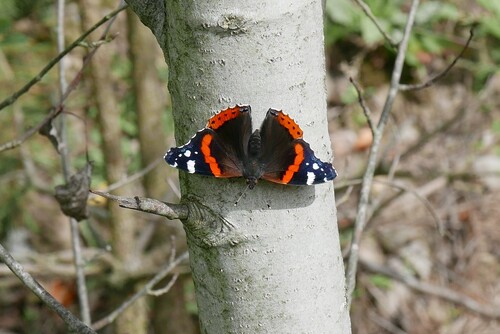 Red Admiral