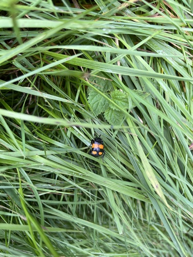 Lesser Vespillo Burying Beetle