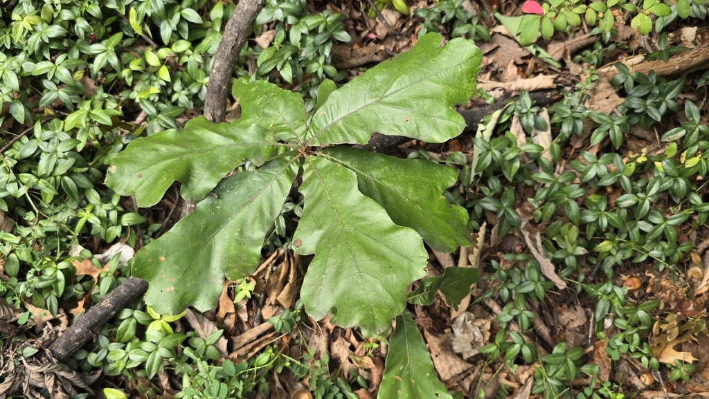 Quercus falcata; photograph (c) mteeter, some rights reserved (CC BY)