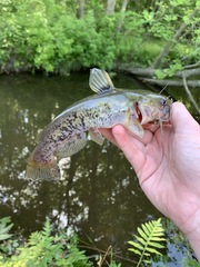 Ameiurus platycephalus