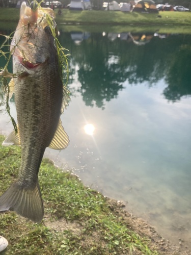 Largemouth Bass