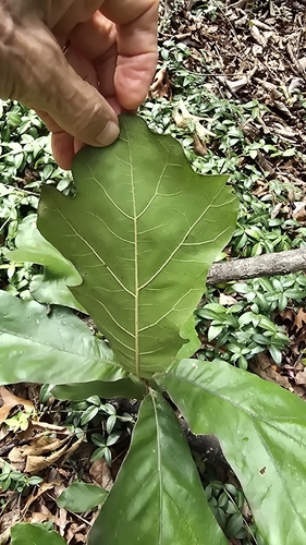 Quercus falcata, photograph 4