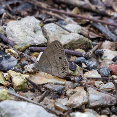 Hermeuptychia sosybius