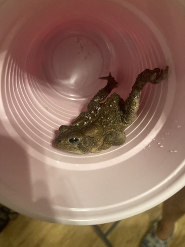 American Toad