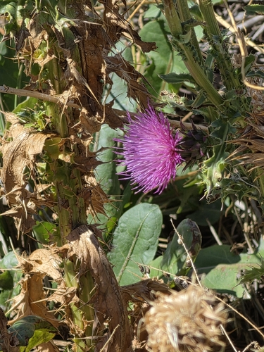 Carduus nutans, photograph 2