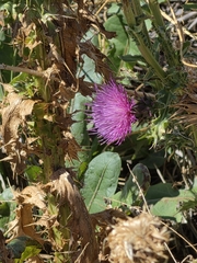 Carduus nutans, photograph author not stated, no rights reserved