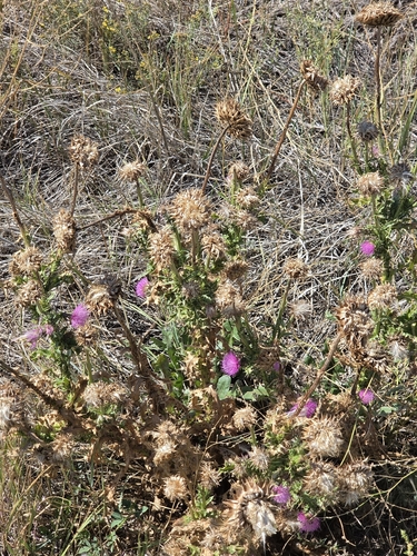 Carduus nutans, photograph 3