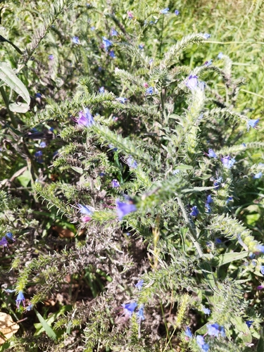 viper's-bugloss