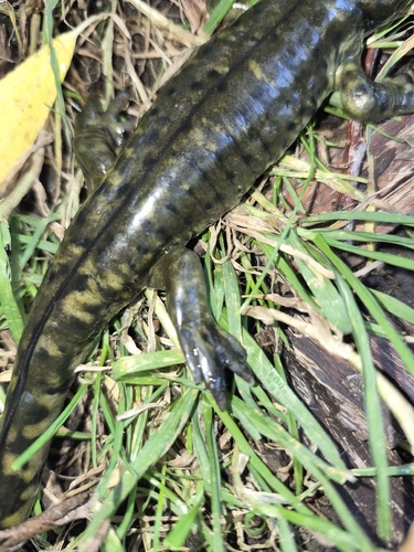 Western Tiger Salamander