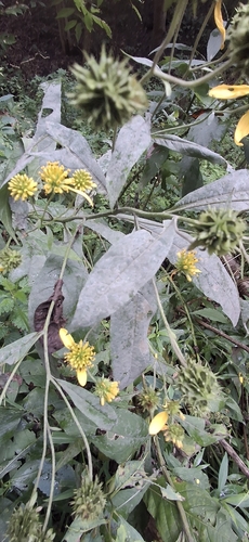 Wingstem