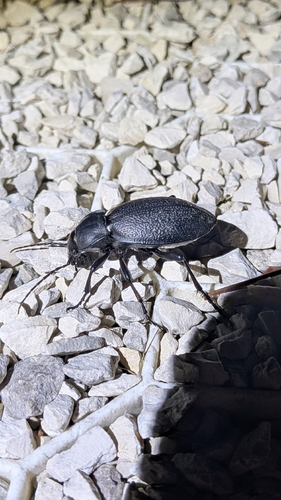 Leather Beetle