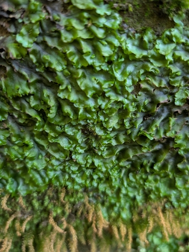 Pellia