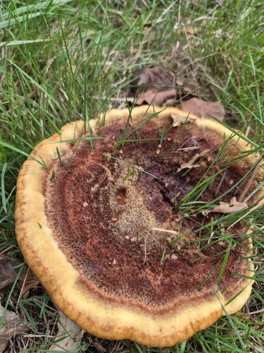 European Dyer's Polypore