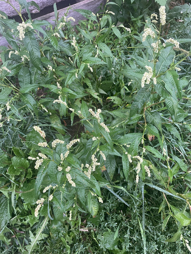 pale smartweed