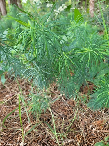cypress spurge
