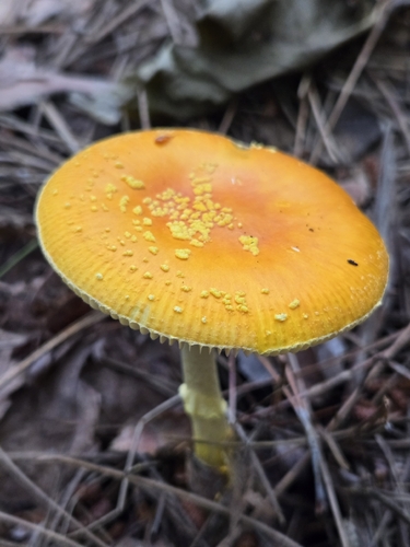 Frost's Amanita