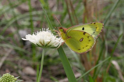 Pale Clouded Yellow