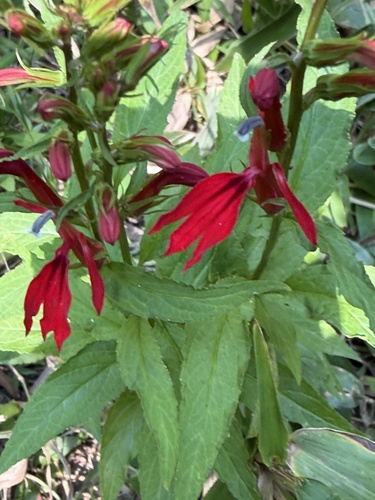 cardinal flower
