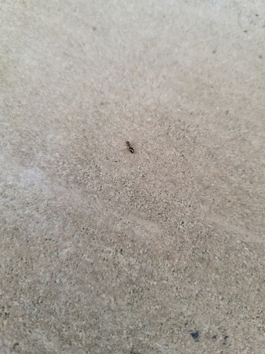 American Winter Ant