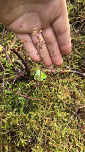 Neottia cordata, 2026-09-20