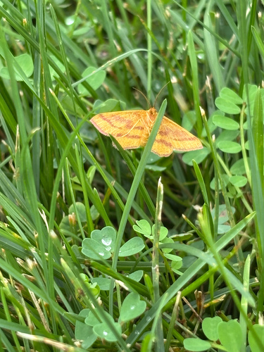 Chickweed Geometer Moth