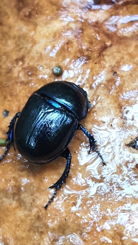 Woodland Dor Beetle