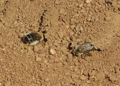 Diadasia bituberculata