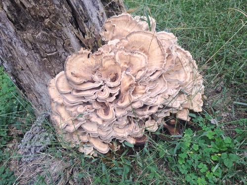 Black-staining Polypore