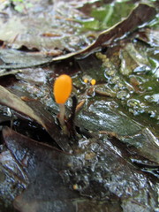 Mitrula lunulatospora