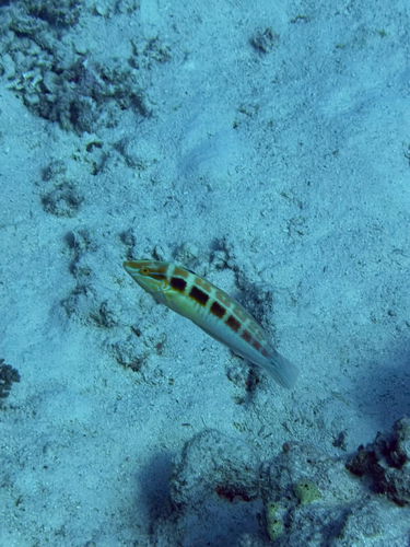 Coris caudimacula observed 2026-09-07