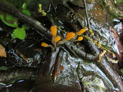 Mitrula lunulatospora