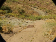 Diadasia bituberculata