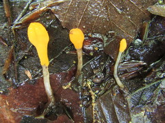 Mitrula lunulatospora