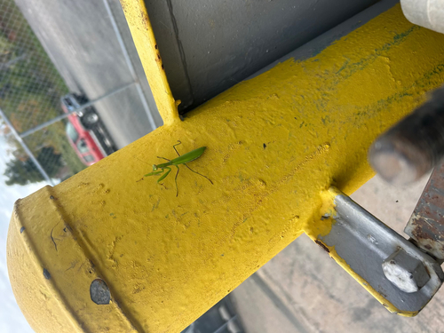 European Mantis