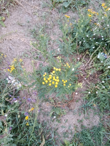 tansy