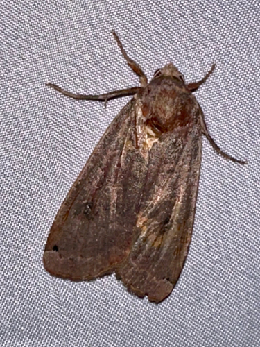 Large Yellow Underwing