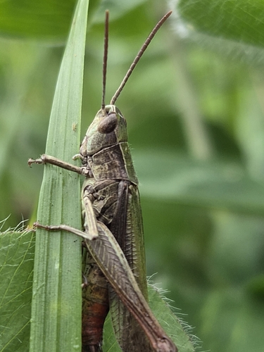 Steppe Grasshopper