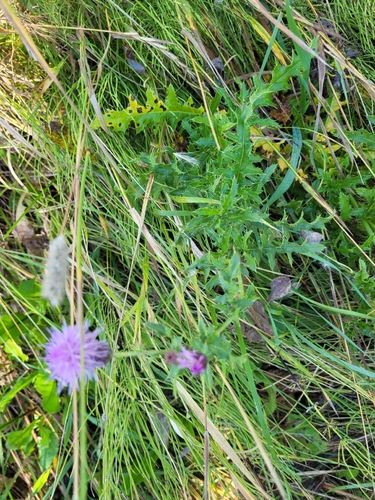 creeping thistle
