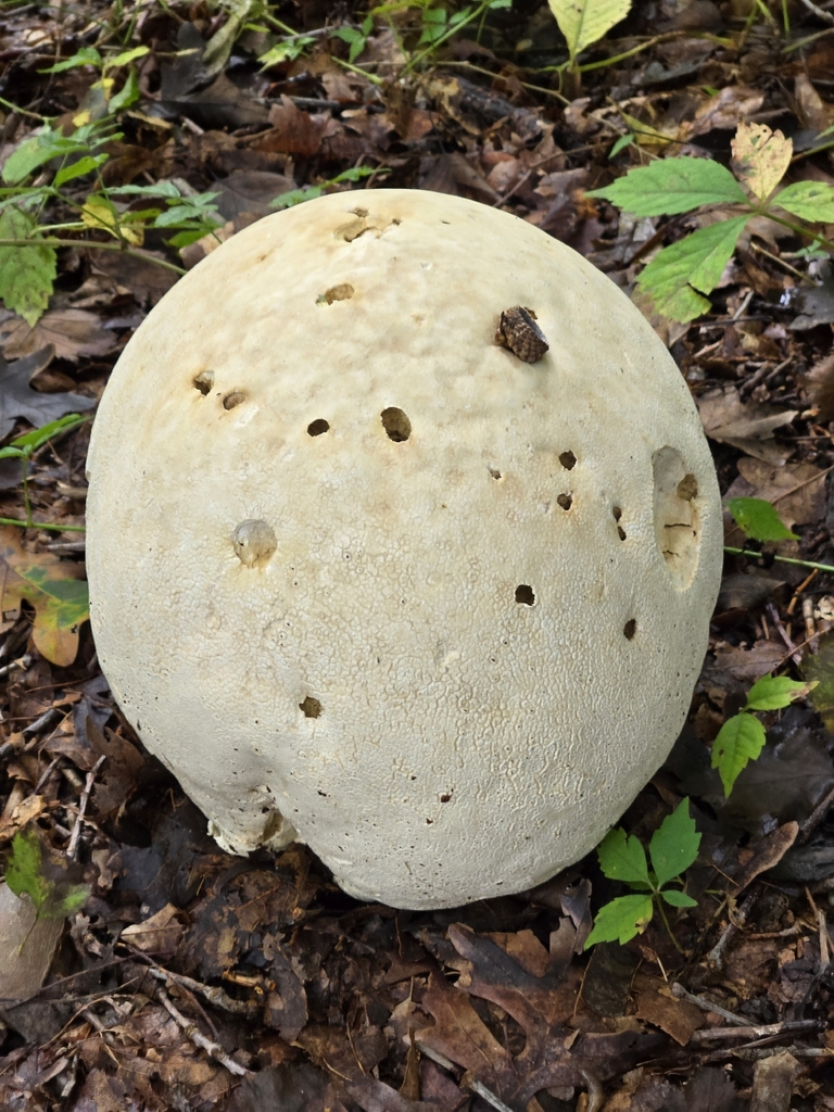 giant puffball · September 2026 · photo: Photo: no rights reserved · iNaturalist