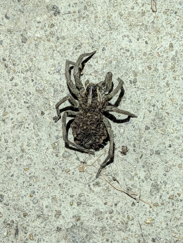 Radiated Wolf Spider