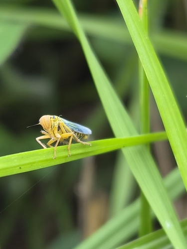 Green Leafhopper