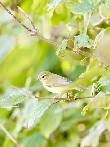Willow Warbler