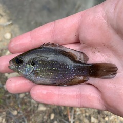 Enneacanthus gloriosus