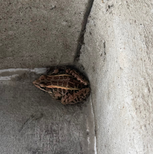 Pickerel Frog