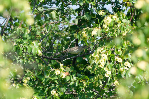 iNaturalist image