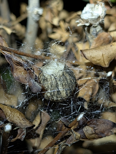 Wasp Spider